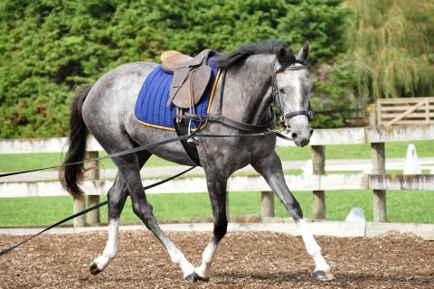 DELTA A smaller Starting Horses through Co-Operation not Confrontation